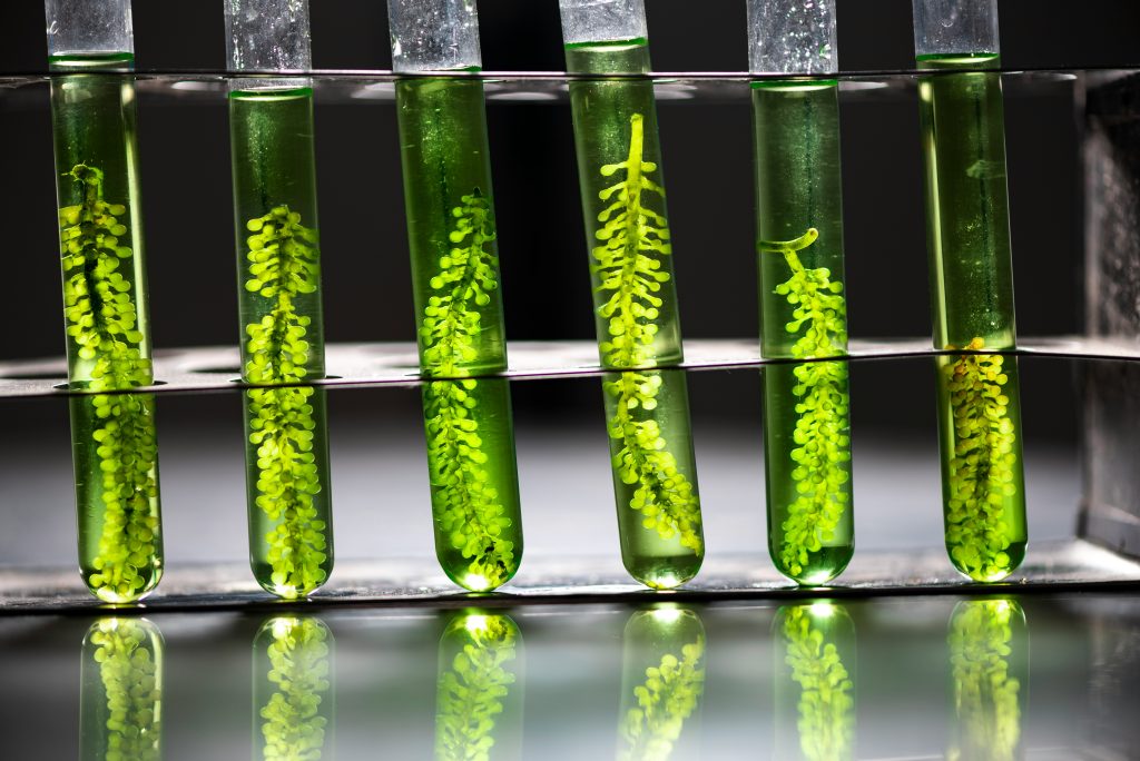 Cannabis und Klimawandel